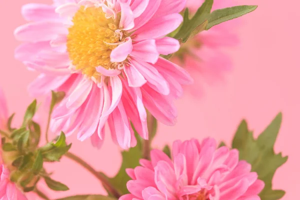Fundo Flores Rosa Branco — Fotografia de Stock