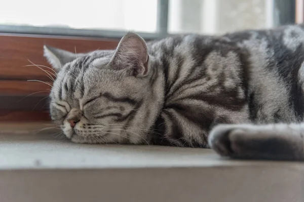 Gato Deitado Chão — Fotografia de Stock