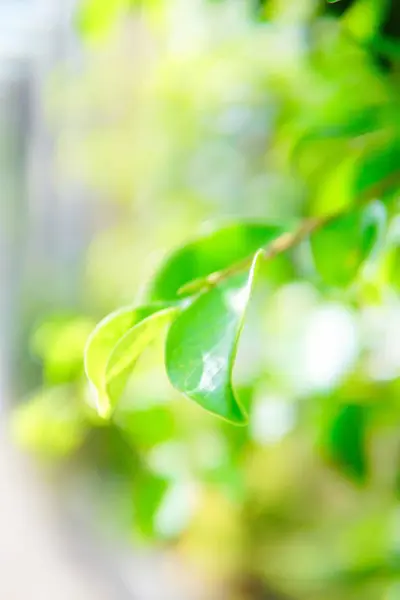 Hojas Verdes Jardín — Foto de Stock