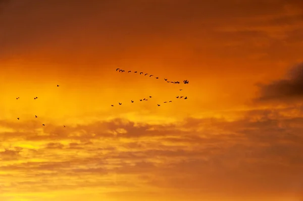 beautiful sunset sky with birds flying in the background