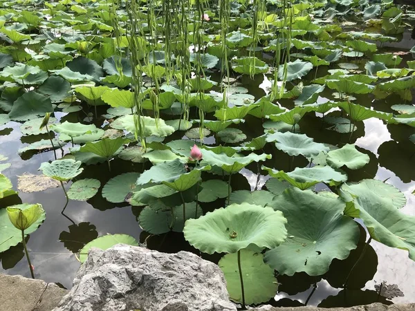 Flor Loto Jardín — Foto de Stock