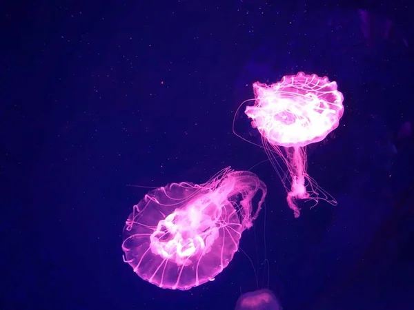 Medusas Agua Acuáticas Bajo Agua —  Fotos de Stock