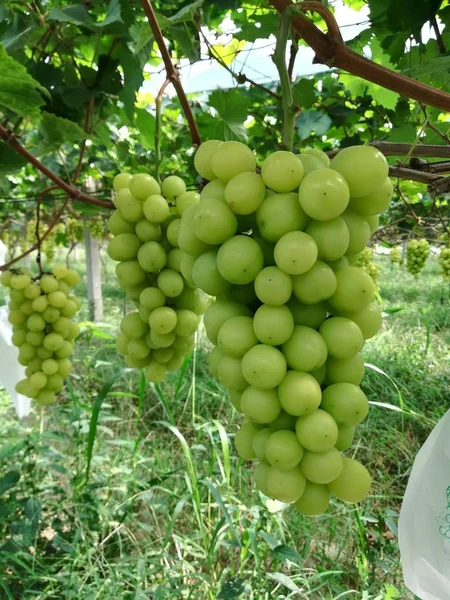 Uvas Verdes Árbol — Foto de Stock