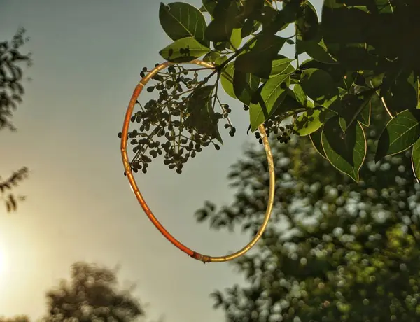 Primer Plano Árbol Con Una Flor — Foto de Stock