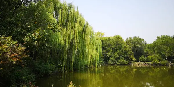 Hermoso Paisaje Lago Verano — Foto de Stock