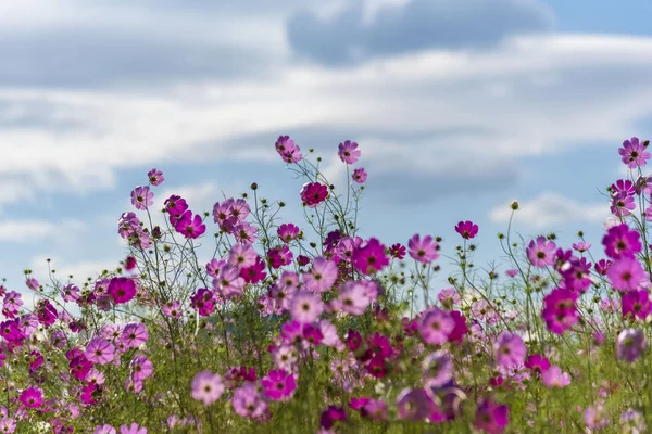 Flores Del Cosmos Rosa Campo — Foto de Stock