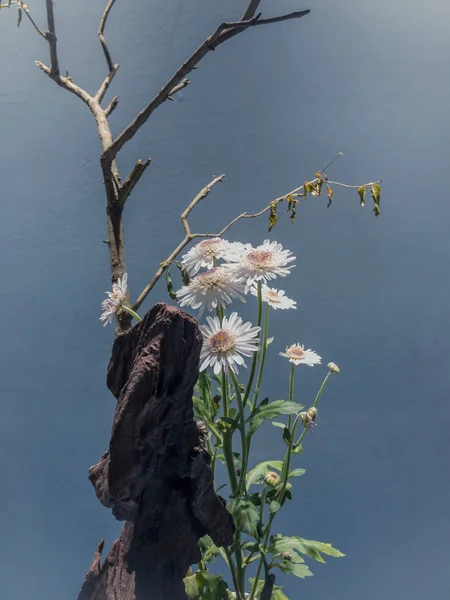 Visning Smukke Blomster - Stock-foto