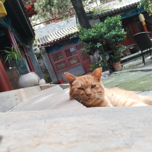 stock image cat sitting on the street