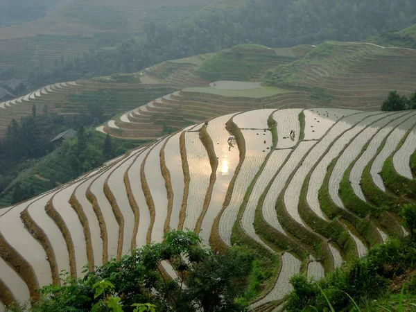 rice fields in the valley of the province of thailand
