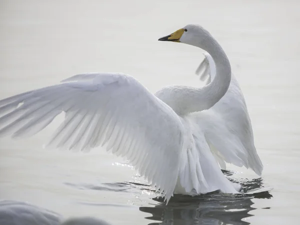 Cigno Bianco Sul Lago — Foto Stock