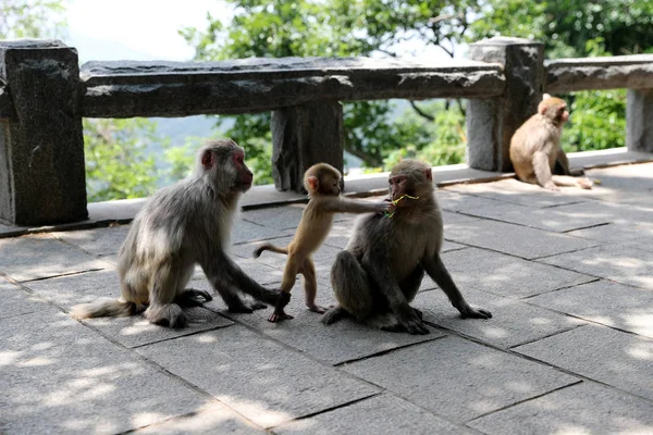 Monos Parque Monos — Foto de Stock