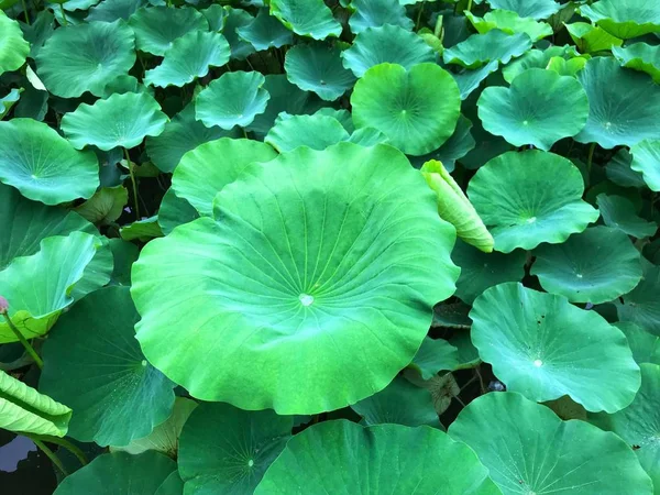 Hojas Verdes Follaje Verano — Foto de Stock