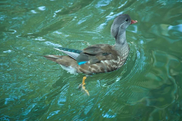 a small bird on a lake