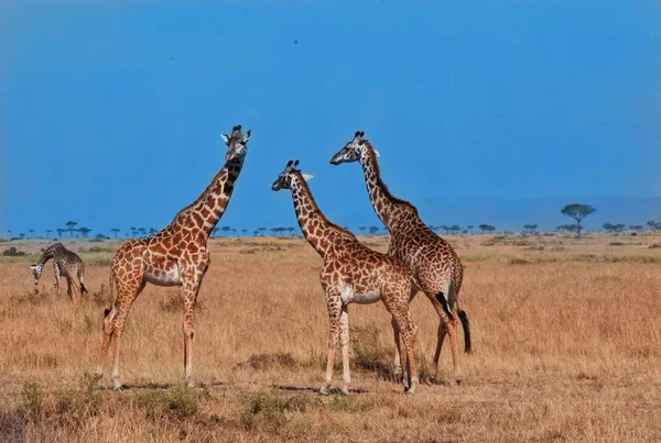 Afrikaanse Giraffe Dier Herbivoor — Stockfoto