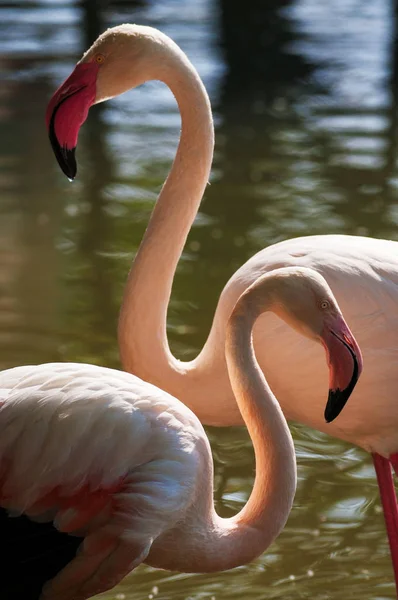 Flamingo Flora Fauna Tropicais — Fotografia de Stock