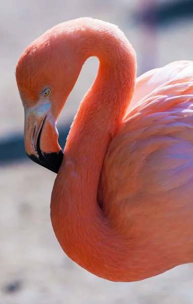 Flamingo Rosa Pássaro Tropical — Fotografia de Stock