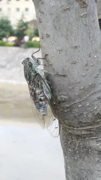 Primer Plano Mano Pájaro Sosteniendo Árbol — Foto de Stock