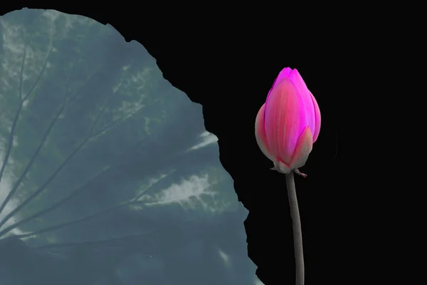 Lotus Blomst Blomster Kronblade Vandlilje - Stock-foto