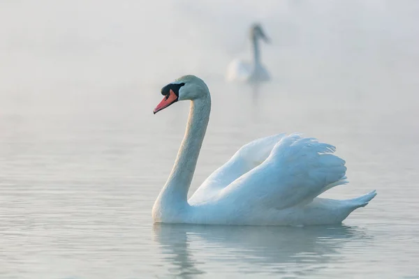 Cisne Lago — Fotografia de Stock