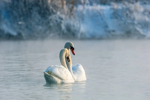 Labuť Jezeře — Stock fotografie