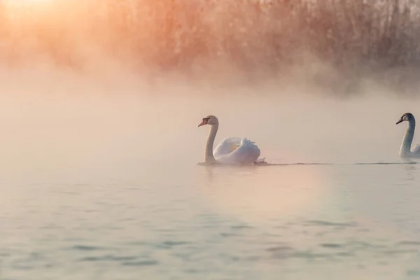 Cisnes Lago — Fotografia de Stock