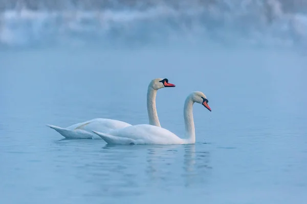 Zwaan Het Meer — Stockfoto