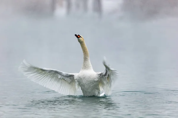 Cigno Bianco Nel Lago — Foto Stock