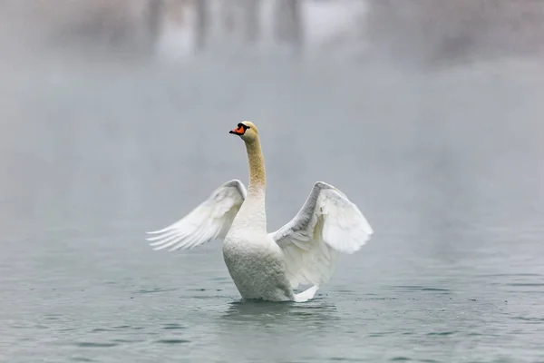 Labuť Bílá Jezeře — Stock fotografie