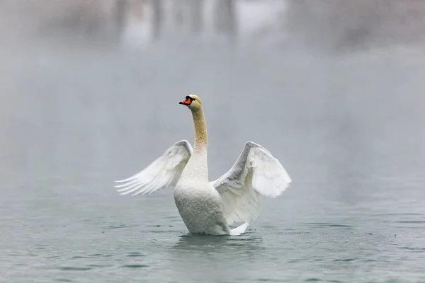 Cisne Branco Lago — Fotografia de Stock