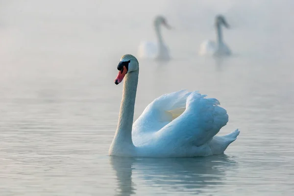 Cisne Lago — Fotografia de Stock