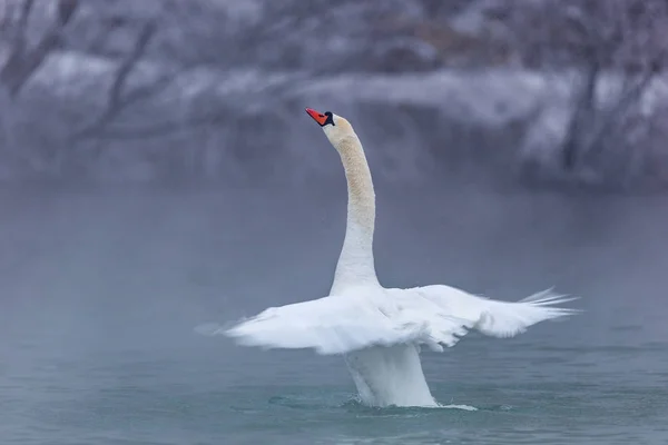 Cisne Lago — Fotografia de Stock