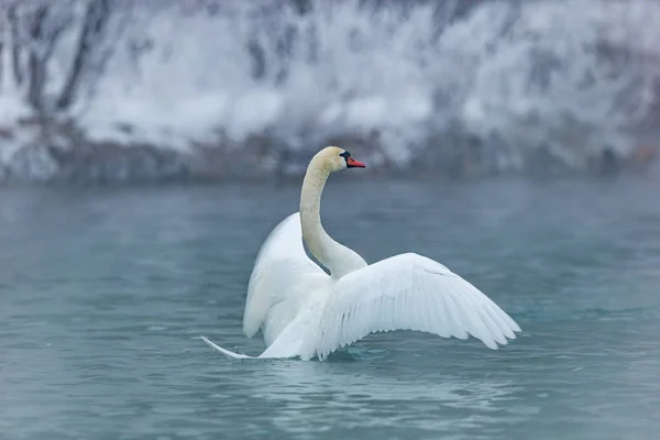 Cisne Lago — Fotografia de Stock