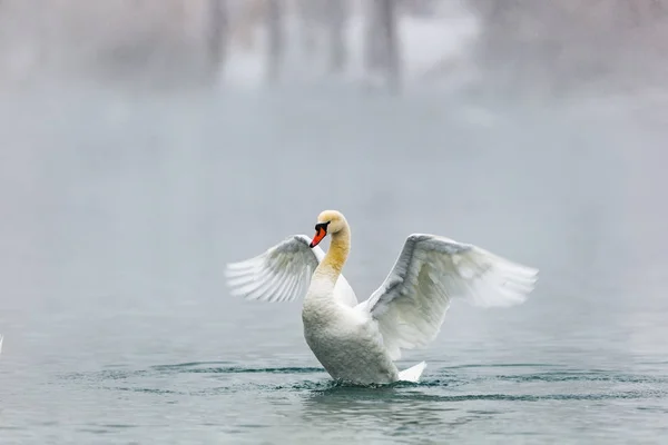 Cisne Branco Lago — Fotografia de Stock