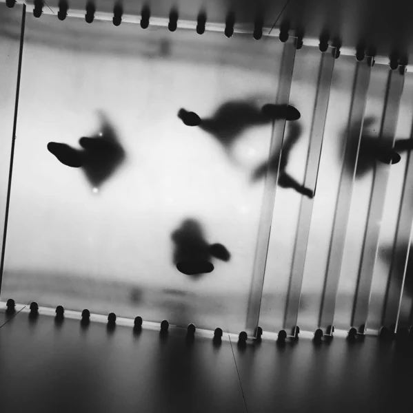 Черно Белая Фотография Пугающего Паука Полу — стоковое фото
