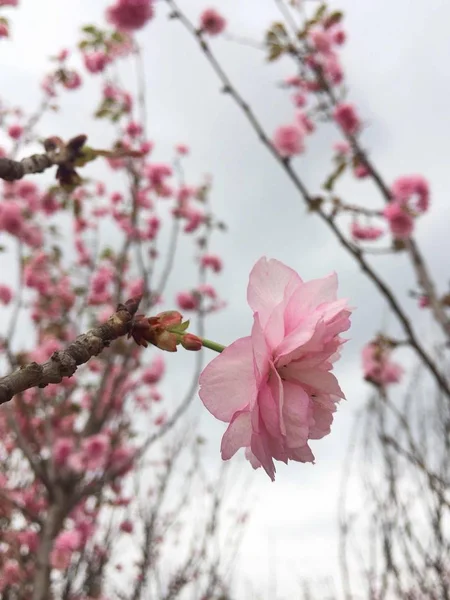 Roze Sakura Bloemen Tuin — Stockfoto