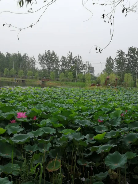 Hermoso Paisaje Con Flores Plantas — Foto de Stock