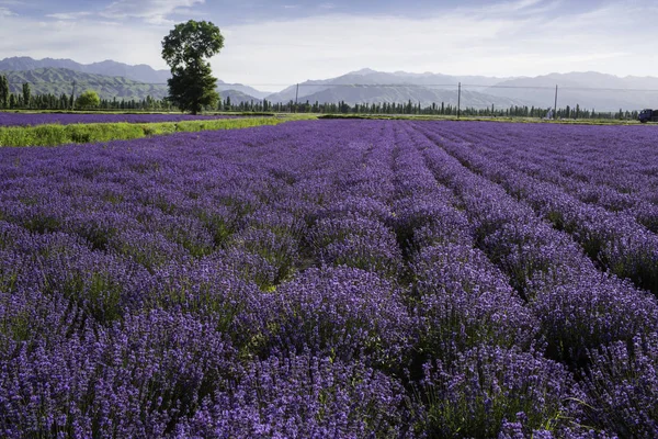 Levendula Mező Provence Ban Franciaországban — Stock Fotó