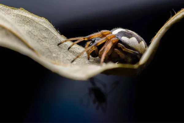 spider insect, invertebrate small spider