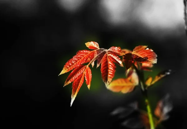 stock image colorful autumn leaves in fall season