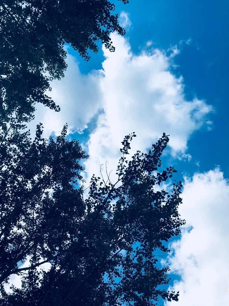 Hermosa Vista Naturaleza Del Bosque — Foto de Stock