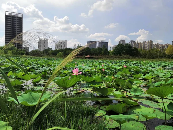 Invernadero Jardín — Foto de Stock