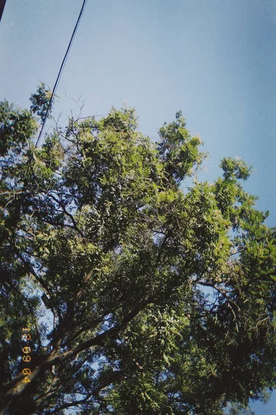 stock image beautiful view of the forest 