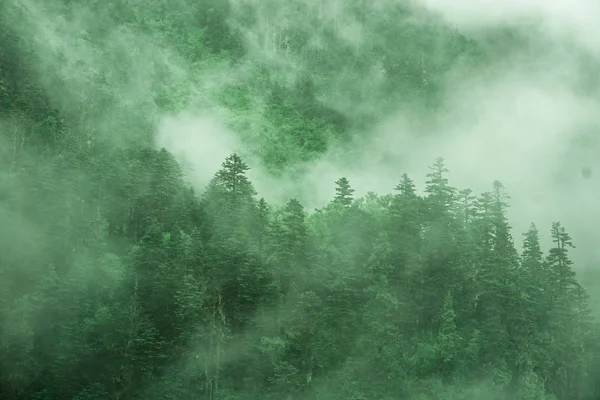 Sfondo Astratto Con Foresta Nebbia — Foto Stock
