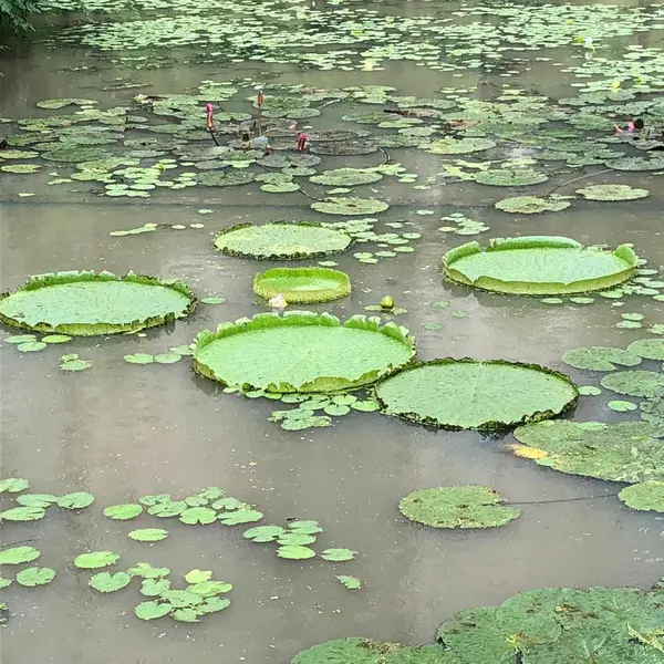 Lirio Agua Hojas Verdes Flora Agua — Foto de Stock