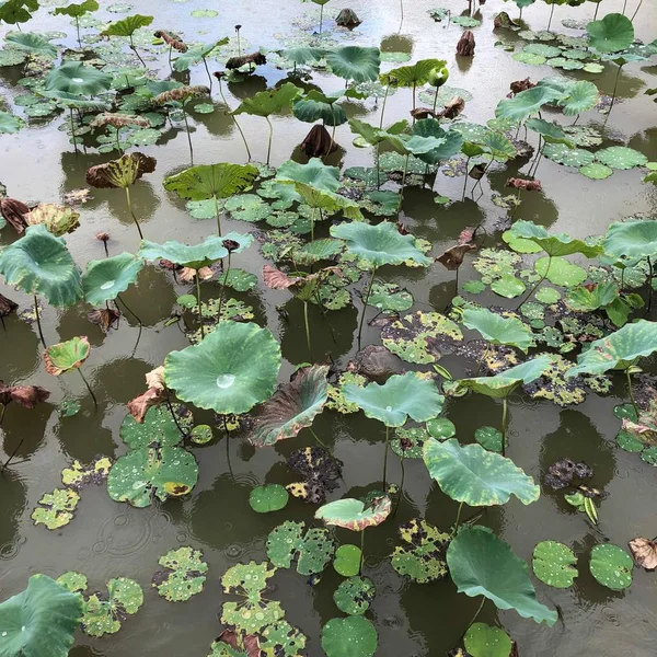 Hermosa Flor Loto Jardín — Foto de Stock