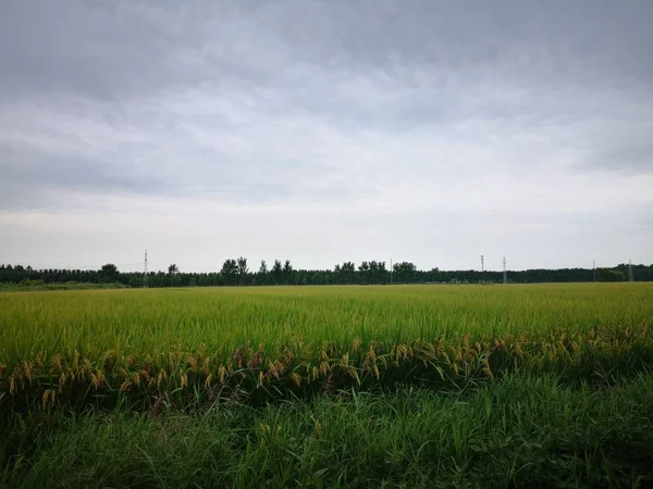 Hermoso Paisaje Con Campo Árboles Cielo Azul — Foto de Stock