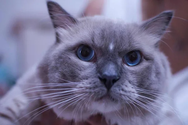 Gato Gris Con Ojos Azules — Foto de Stock