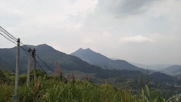 Paisaje Montaña Con Árbol Una Gran Planta — Foto de Stock