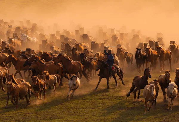 Herd Horses Field Sunset — Stock Photo, Image