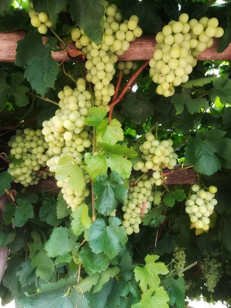 Uvas Viñedo Vid Agrícola — Foto de Stock